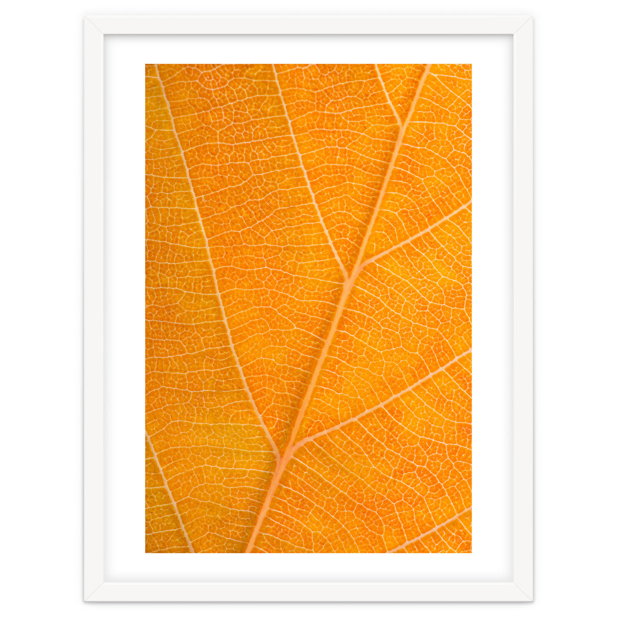 Autumn Leaf
