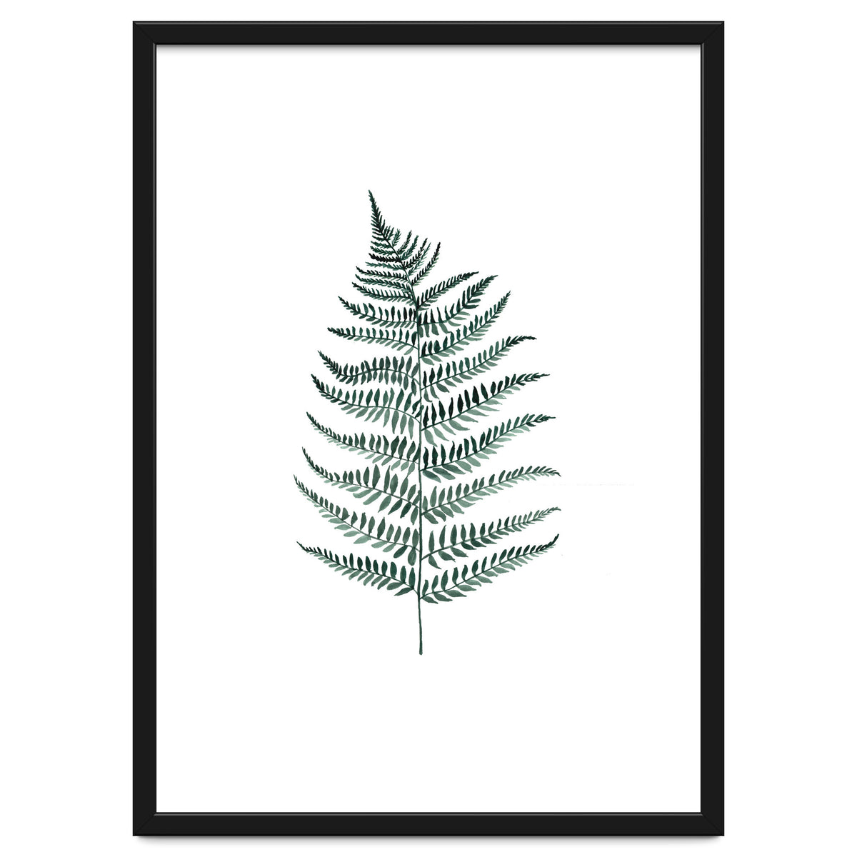 Botanical Illustration Silverfern