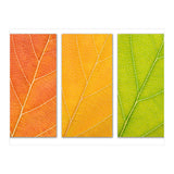 Autumn Leaves (Print Only) thumbnail
