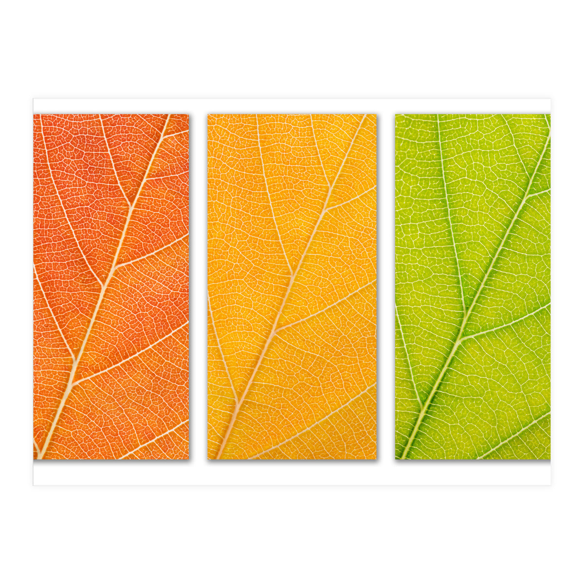 Autumn Leaves (Print Only)