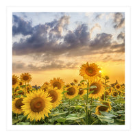 Sunflowers in sunset (Print Only)