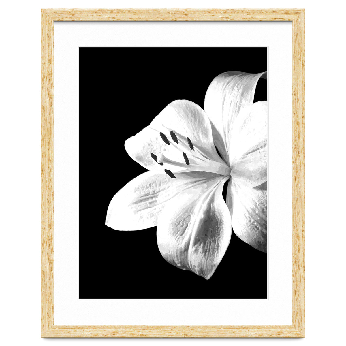 White Lily Black Background