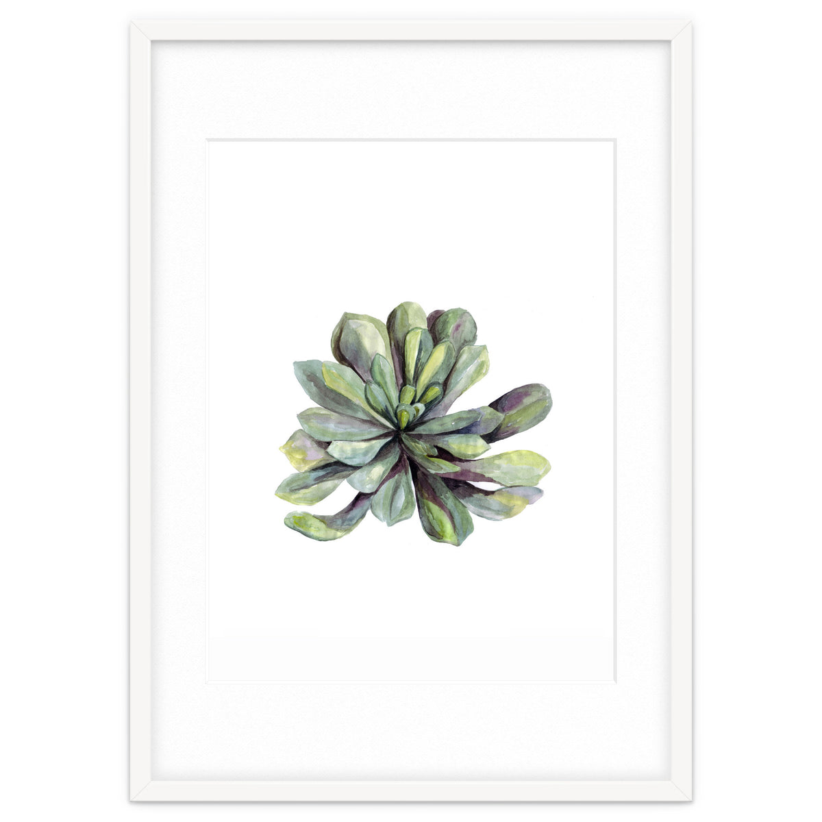 Botanical Illustration Succulent