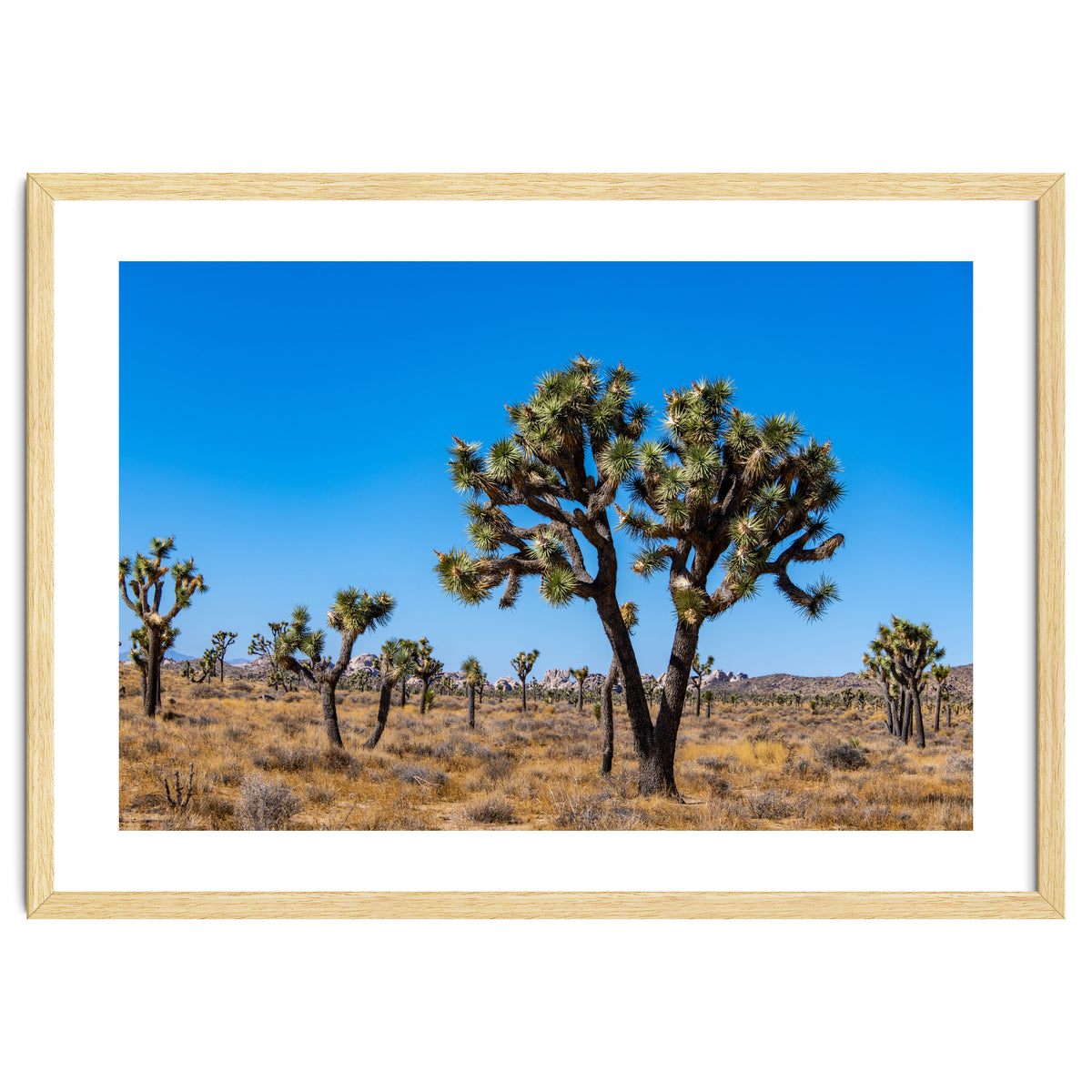 Joshua Trees