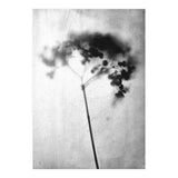 Hydrangea (Print Only) thumbnail