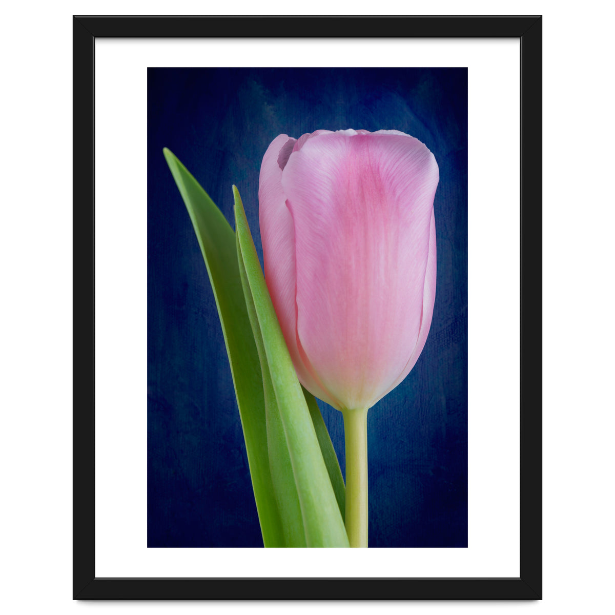Tulip