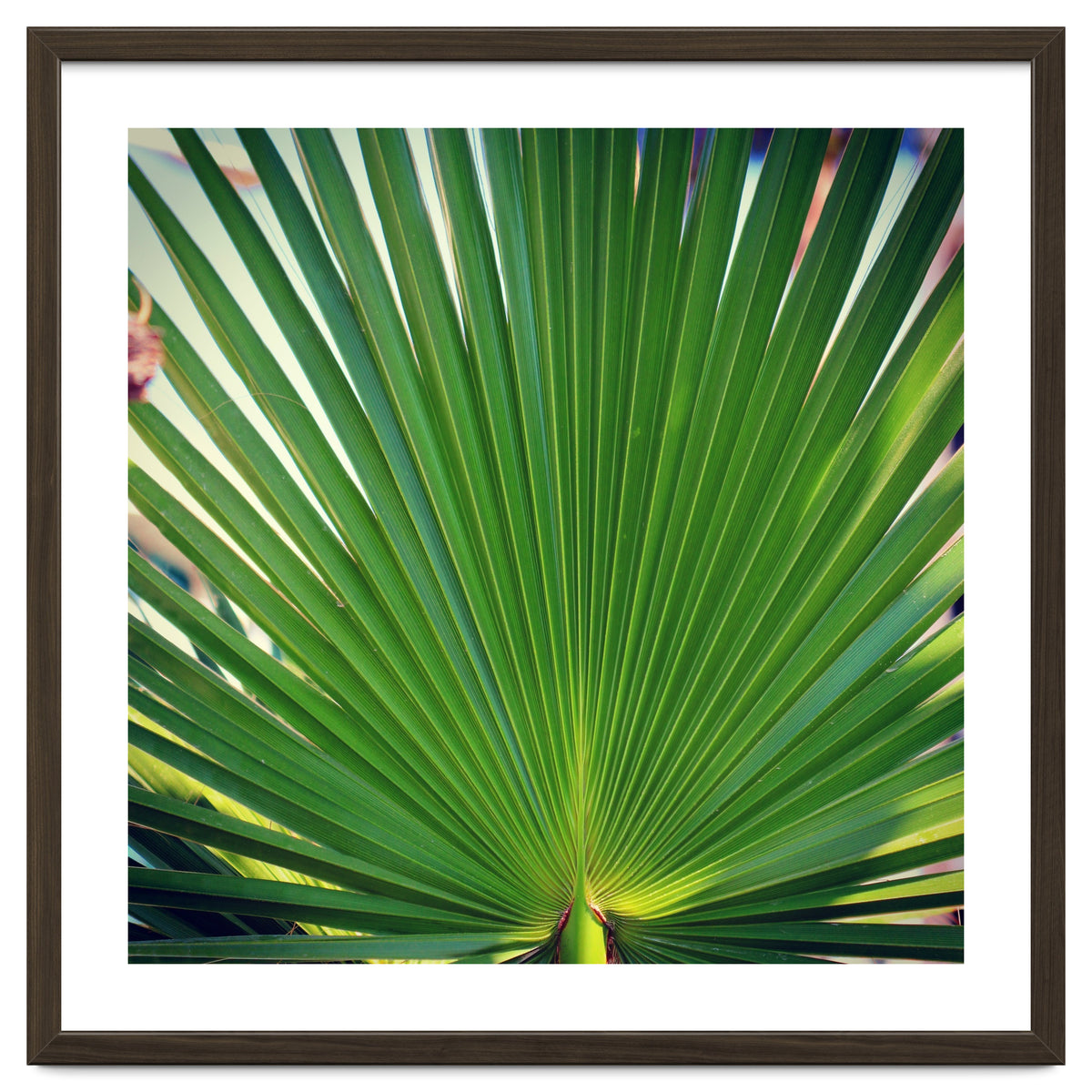 palm leaf