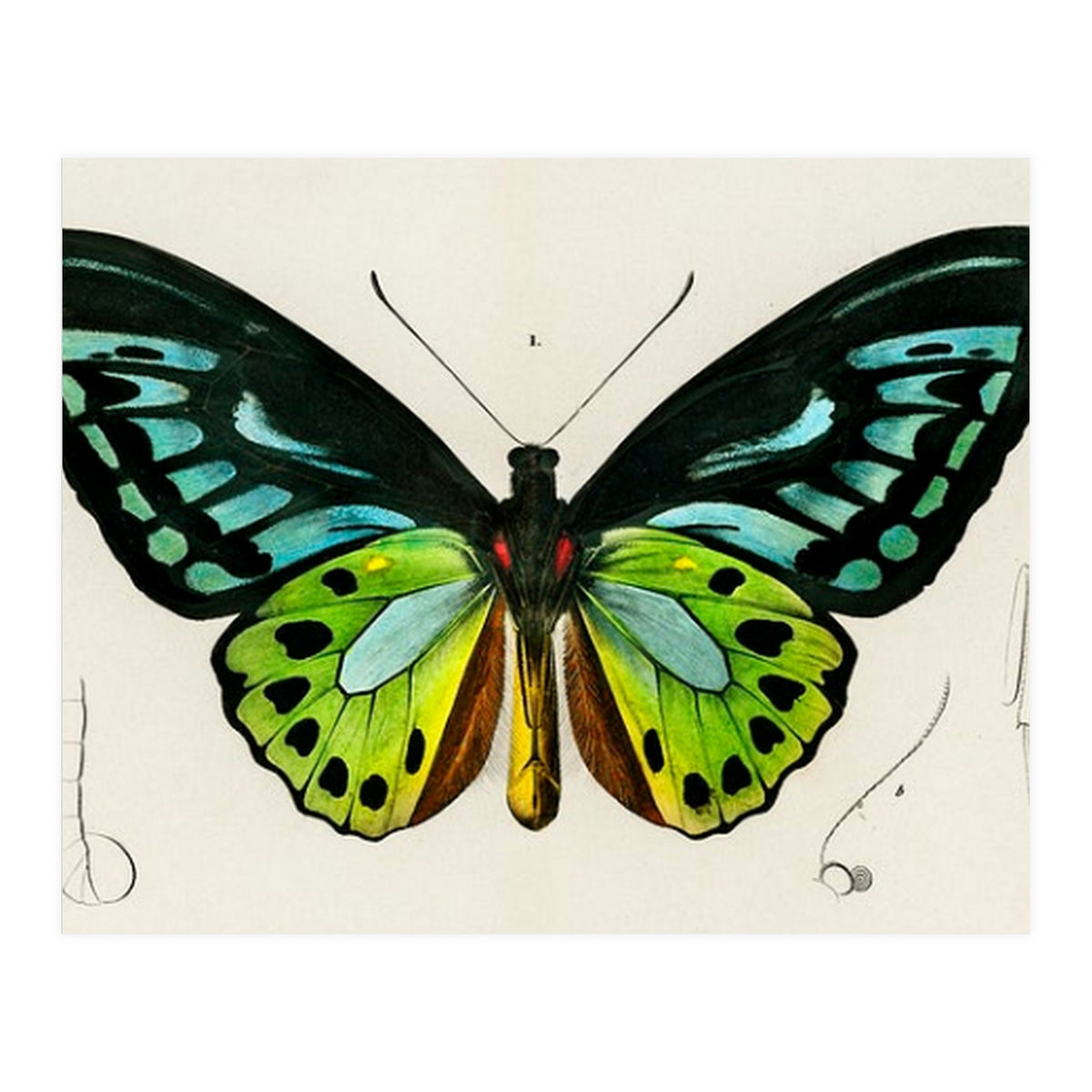 Green birdwing illustrated (Print Only)