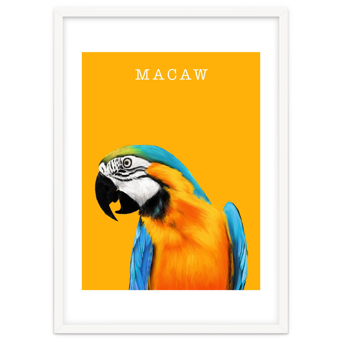 Macaw
