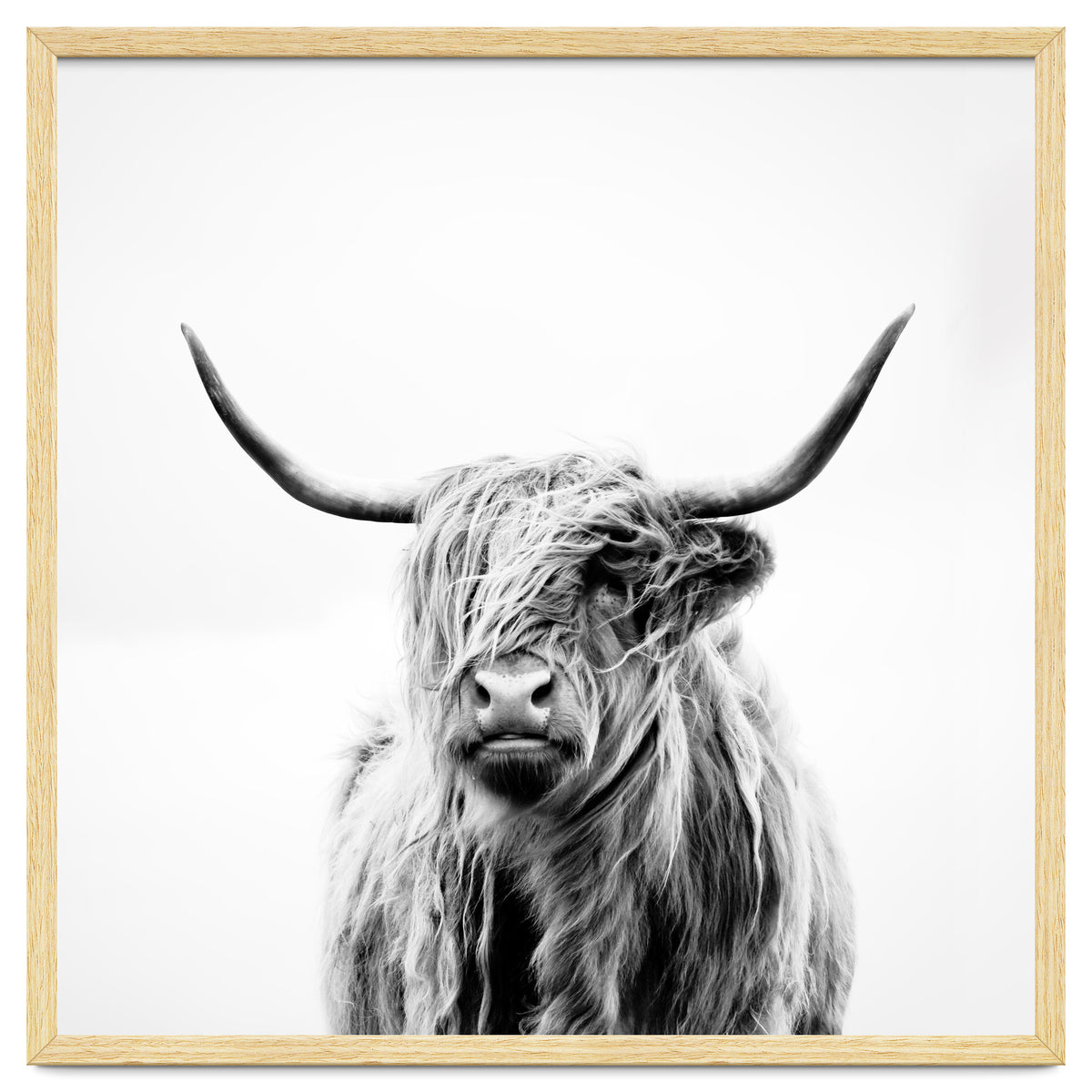 Portrait of a Highland Cow (Square Version)