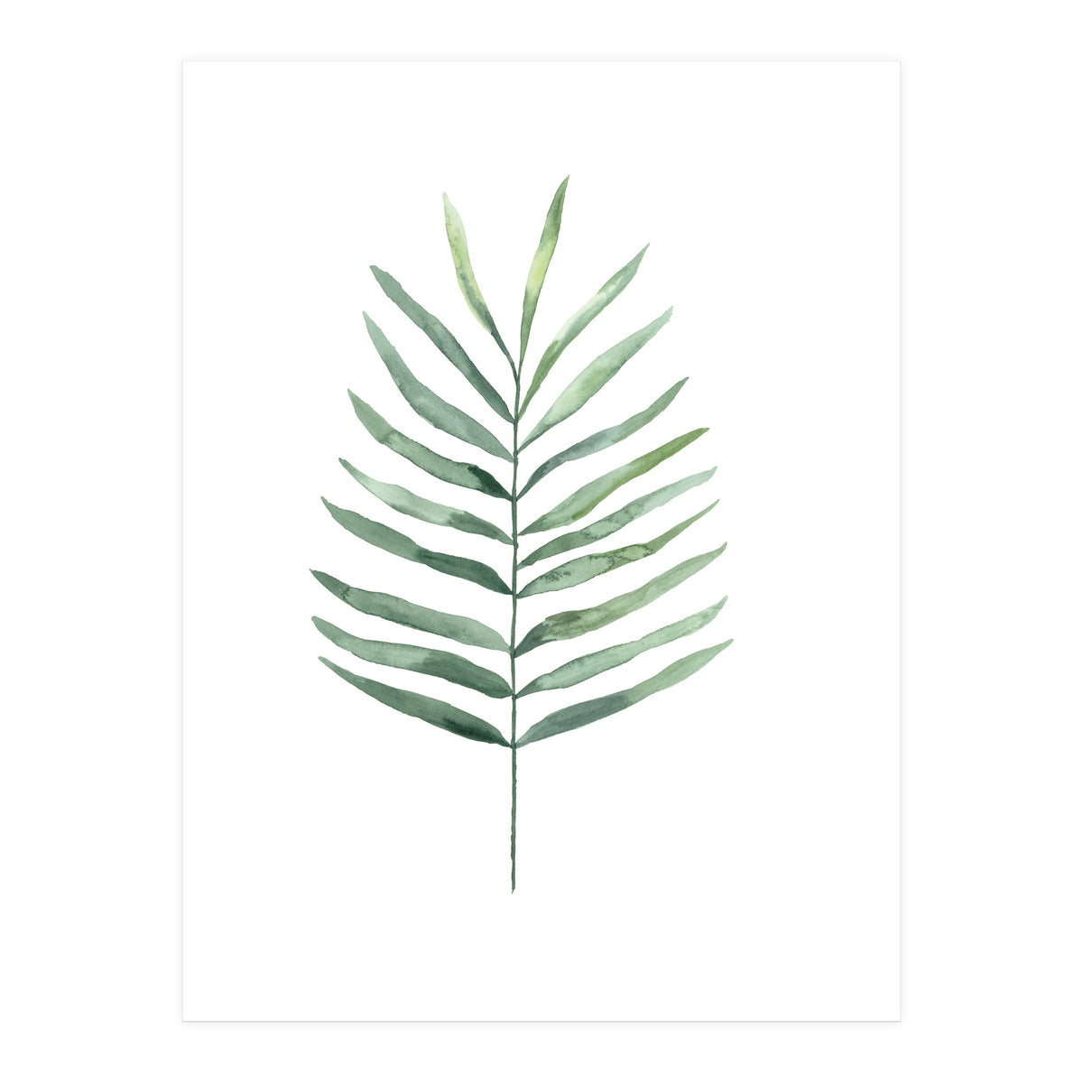 Botanical Illustration Fern (Print Only)