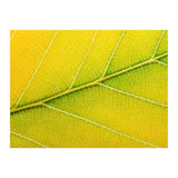 Autumn Leaf (Print Only) thumbnail