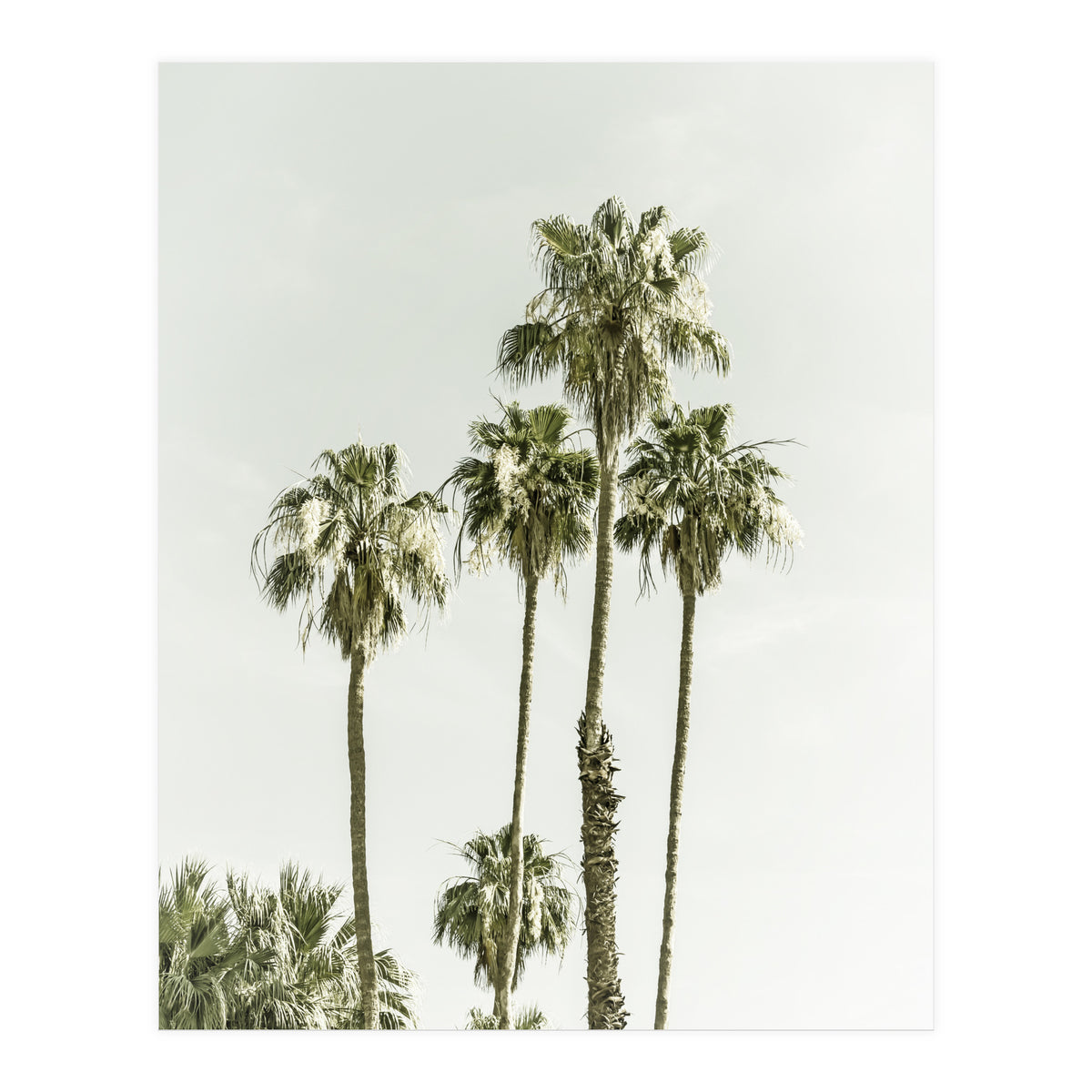 Palm Trees Summertime  (Print Only)