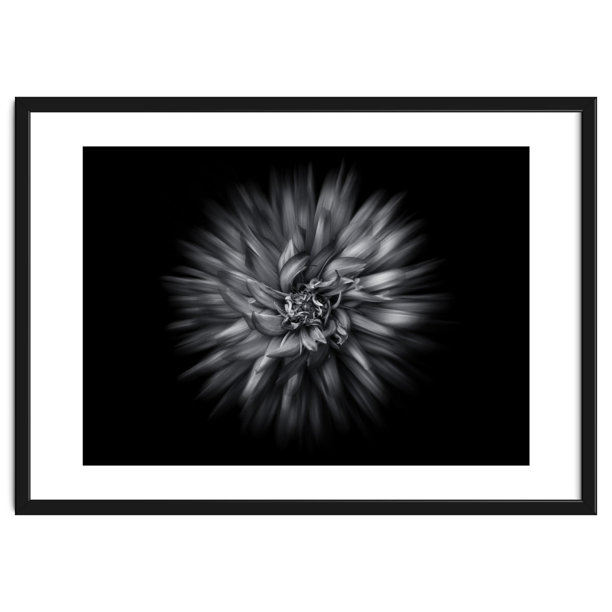 Backyard Flowers In Black And White 20 Flow Version