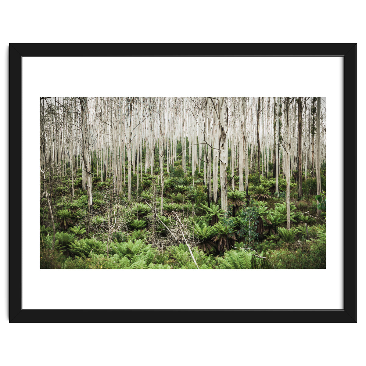 Forest After The Fire