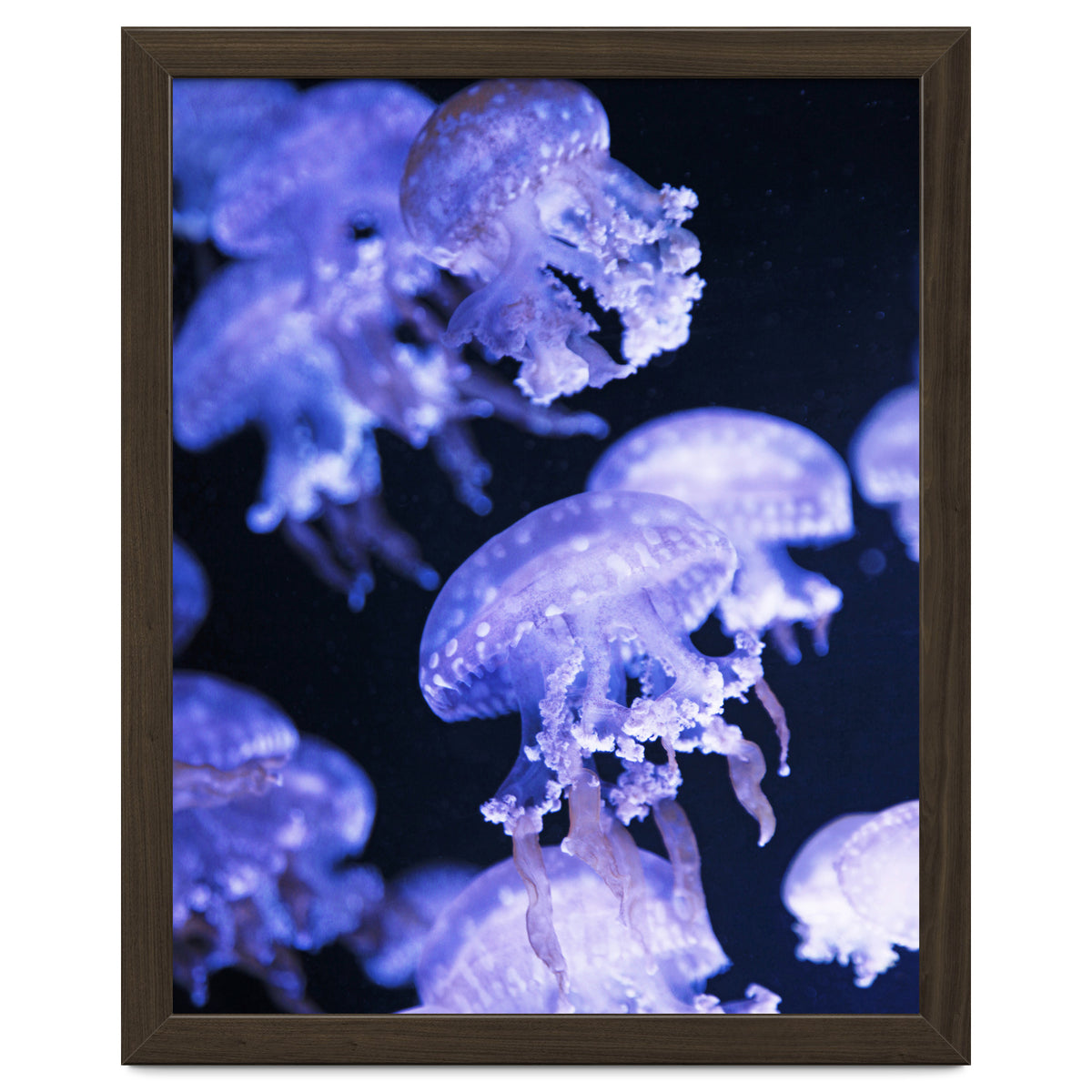 Jellyfish