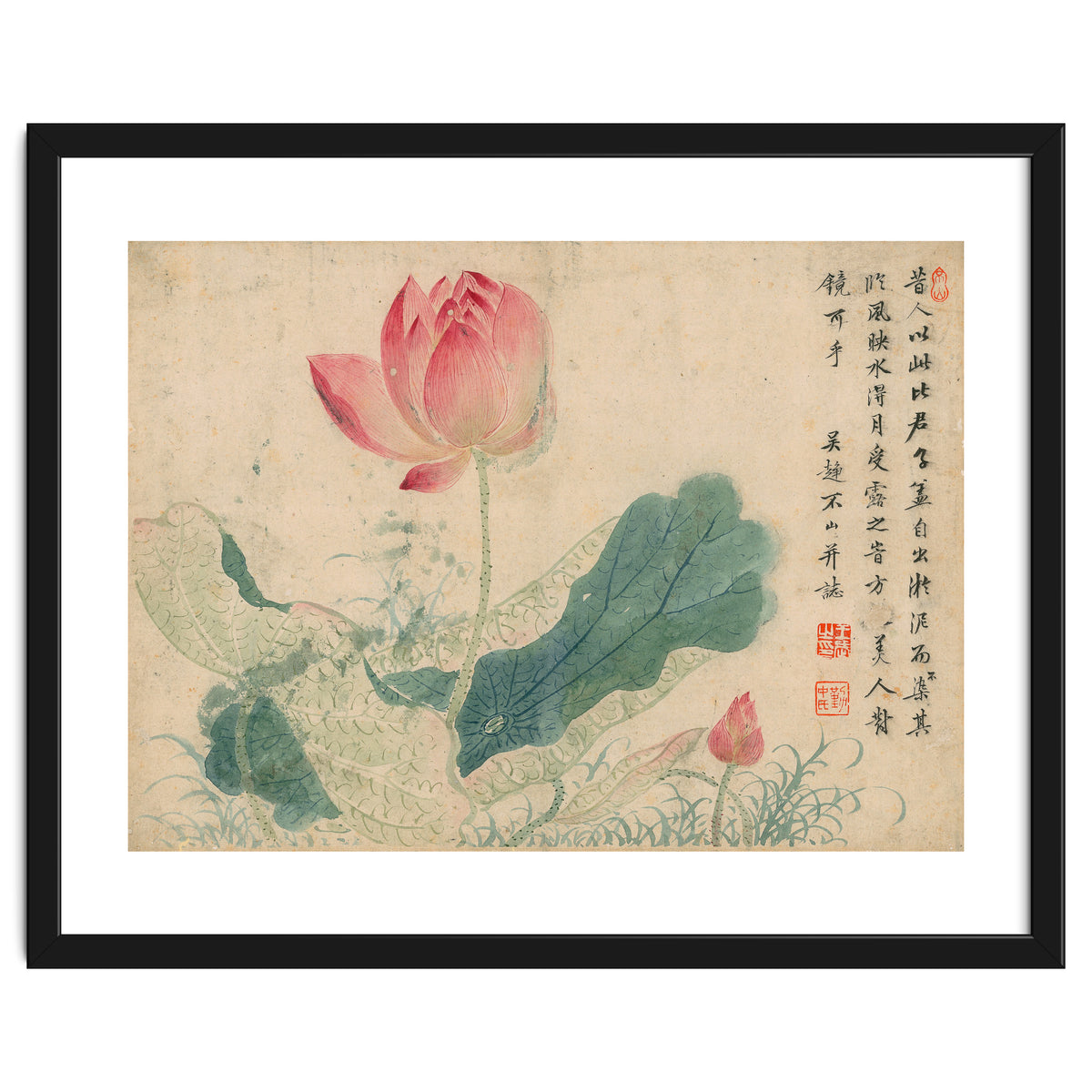 Qing Wangwu Flower album, lotus, lotus leaf, pond, copy of water grass