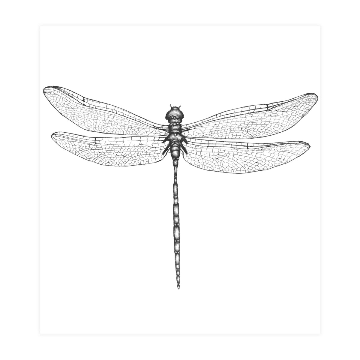 Dragonfly Wings (Print Only)