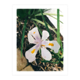 Lily (Print Only) thumbnail