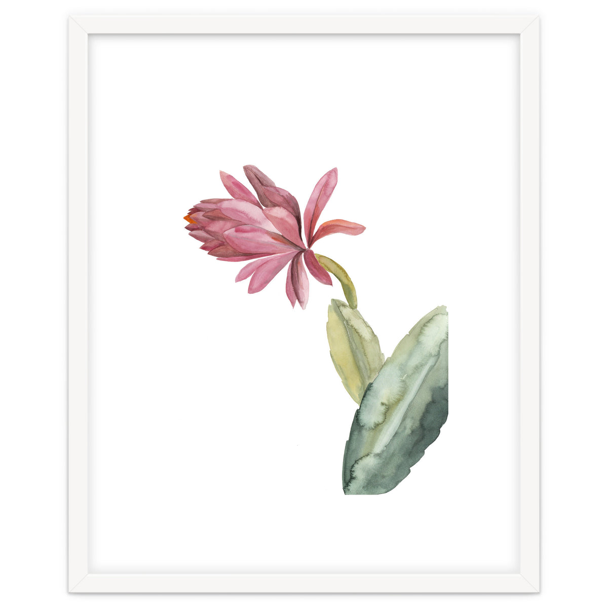 Botanical Illustration Pink Cactus Flower