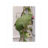 Dazzling Indian Parrot (Print Only) thumbnail