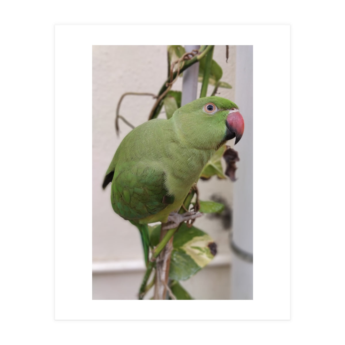 Dazzling Indian Parrot (Print Only)