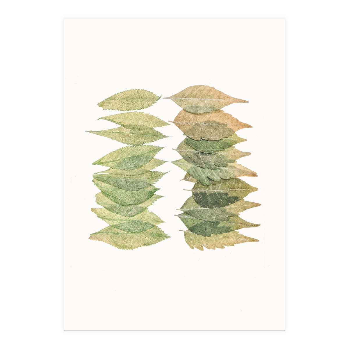 Cc Leaves 01 (Print Only)