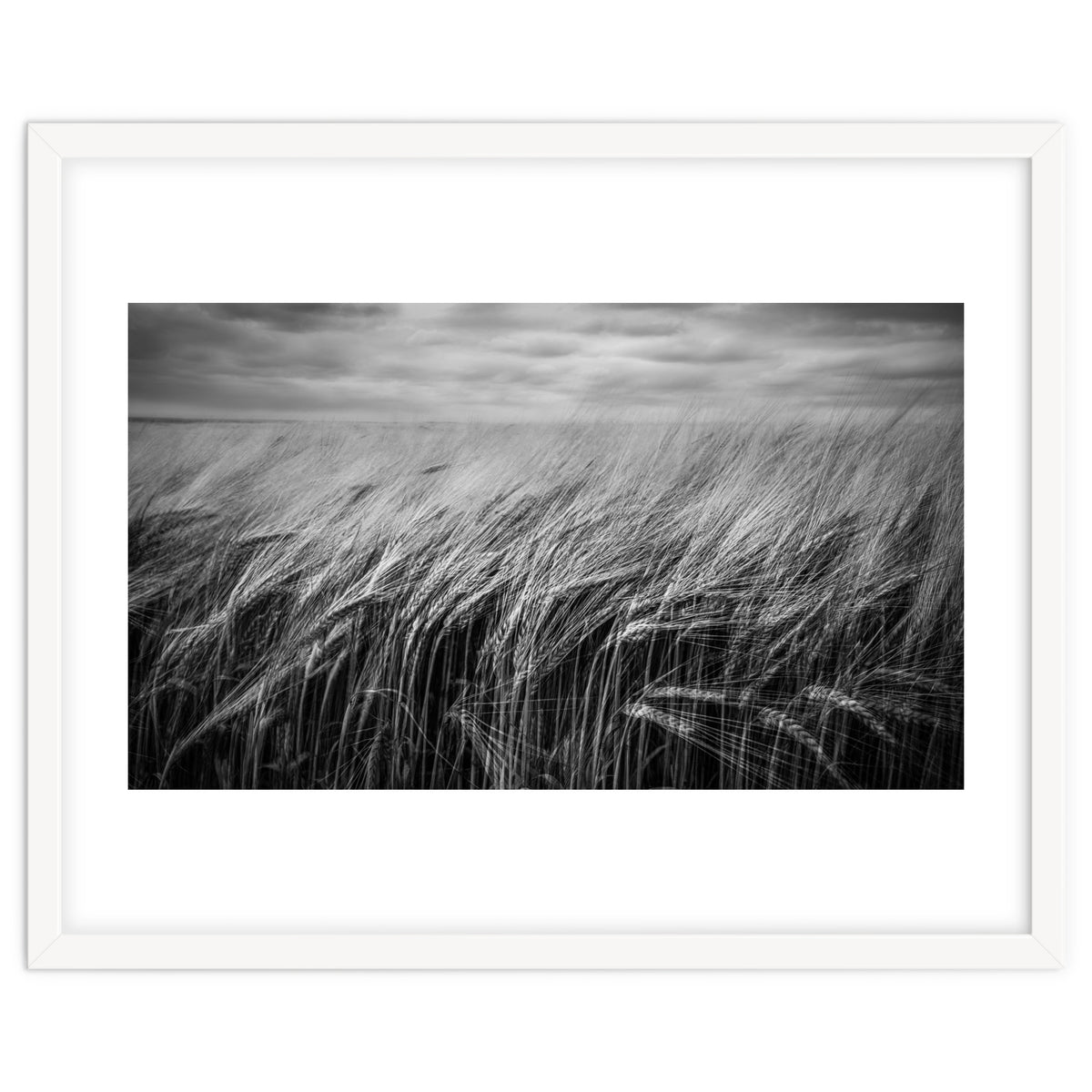 Moody Barley Field