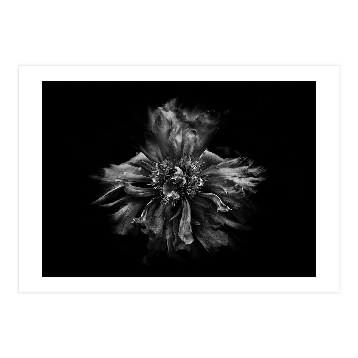 Backyard Flowers In Black And White No 49 (Print Only)