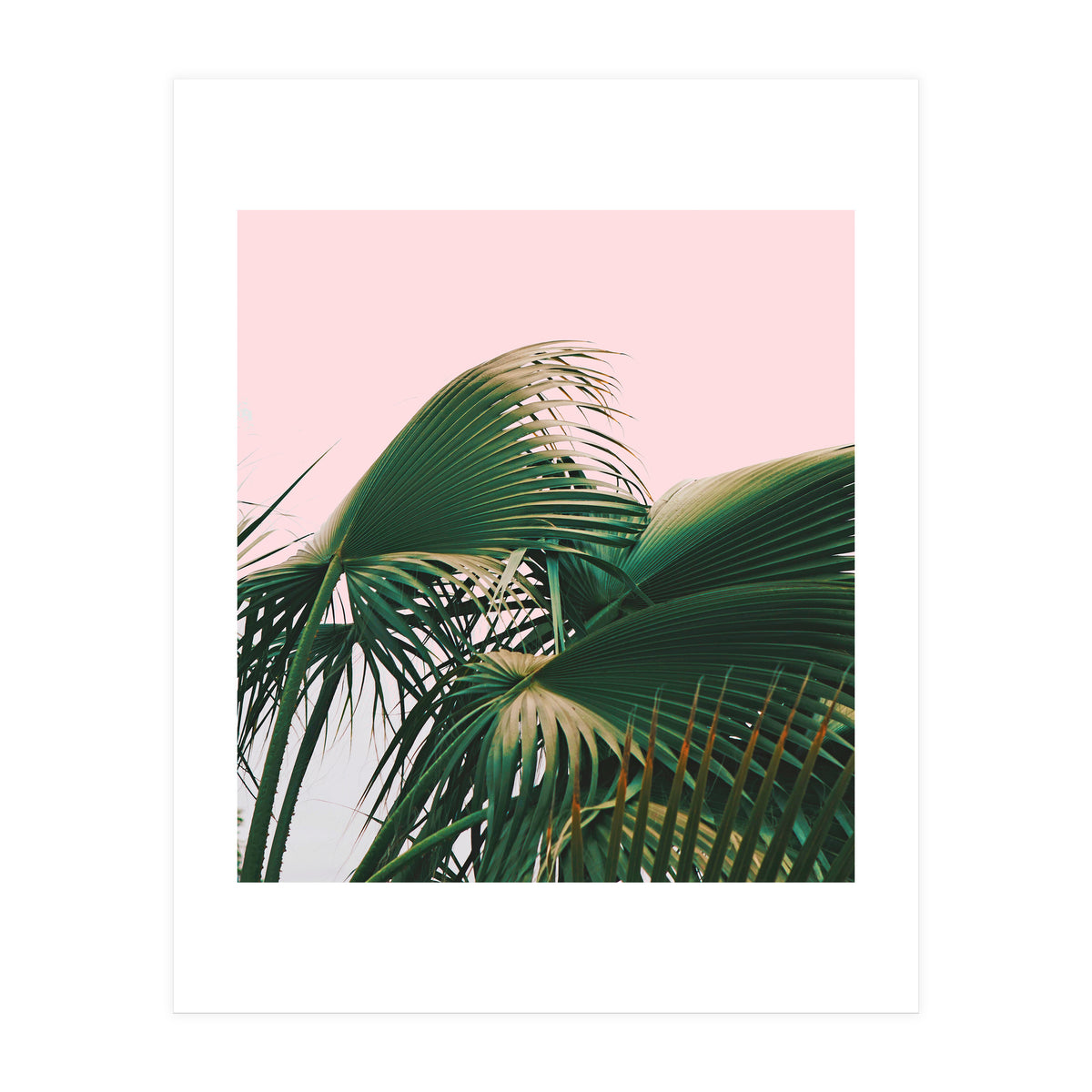 Palm Love (Print Only)