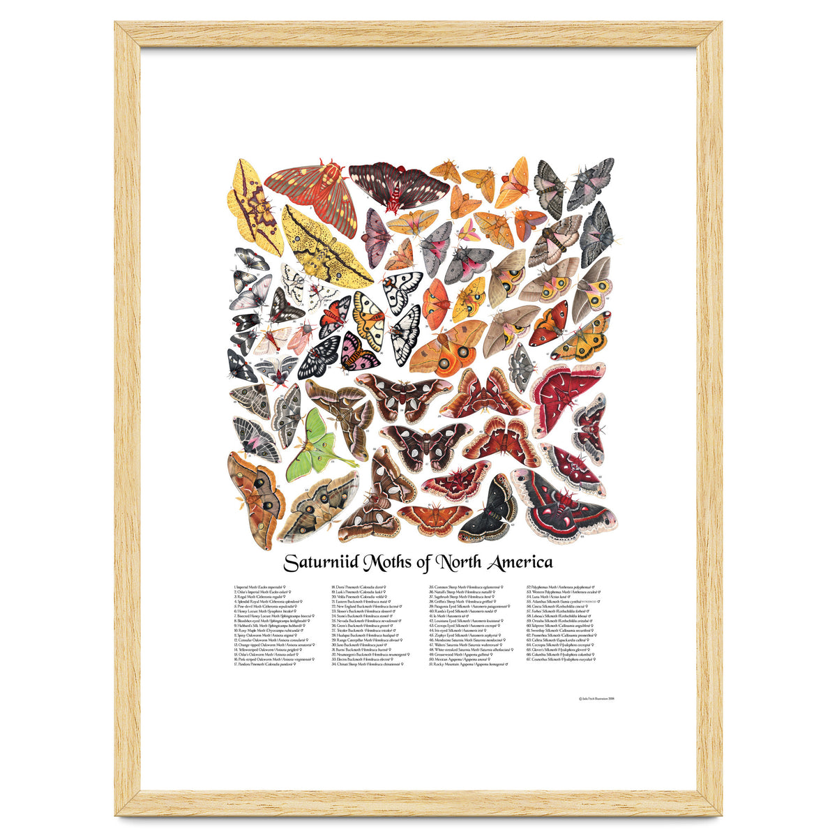 Saturniid Moths of North America