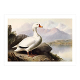 White Duck on the Lake Shore Vintage Painting (Print Only) thumbnail