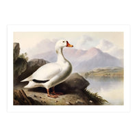 White Duck on the Lake Shore Vintage Painting (Print Only)