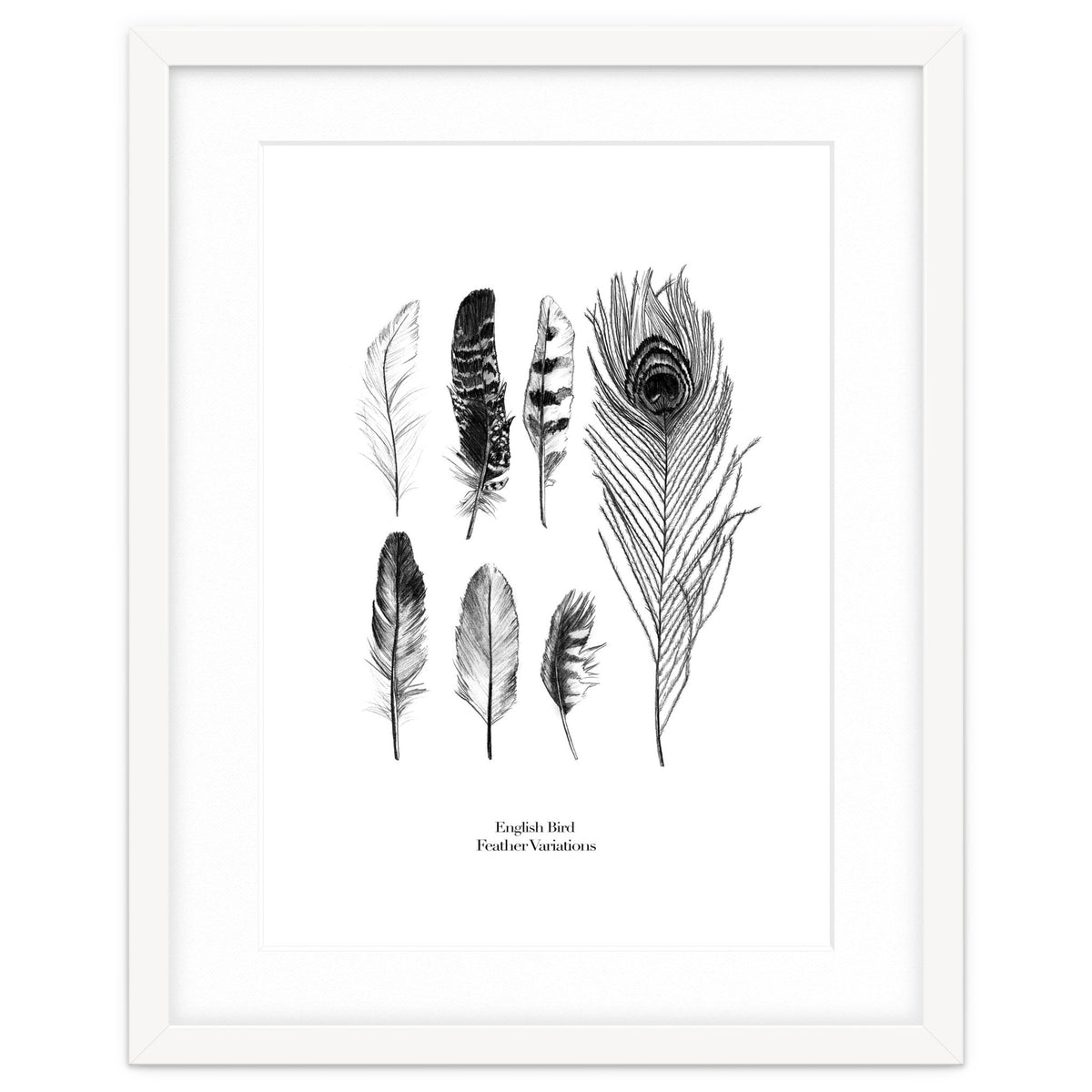 English Feather Variations