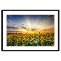 Sunflower field in the evening