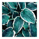 Sacred Edge (Print Only) thumbnail