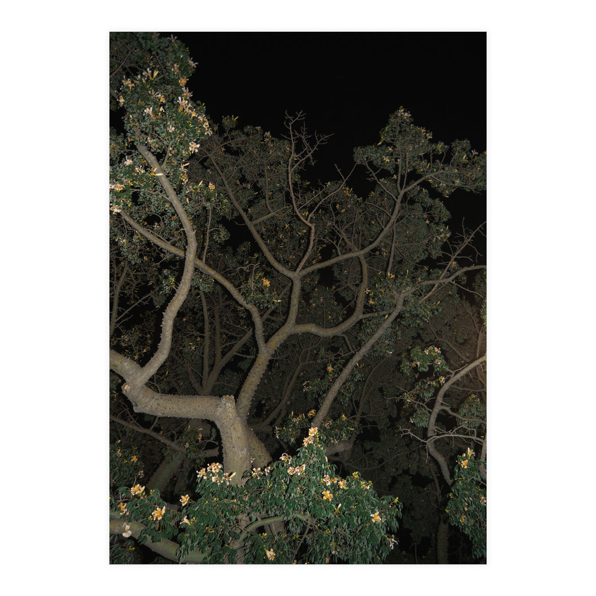 Night in Malaga (Print Only)