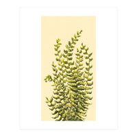 Fern (Print Only)