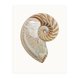 Cc Shell 02 (Print Only) thumbnail