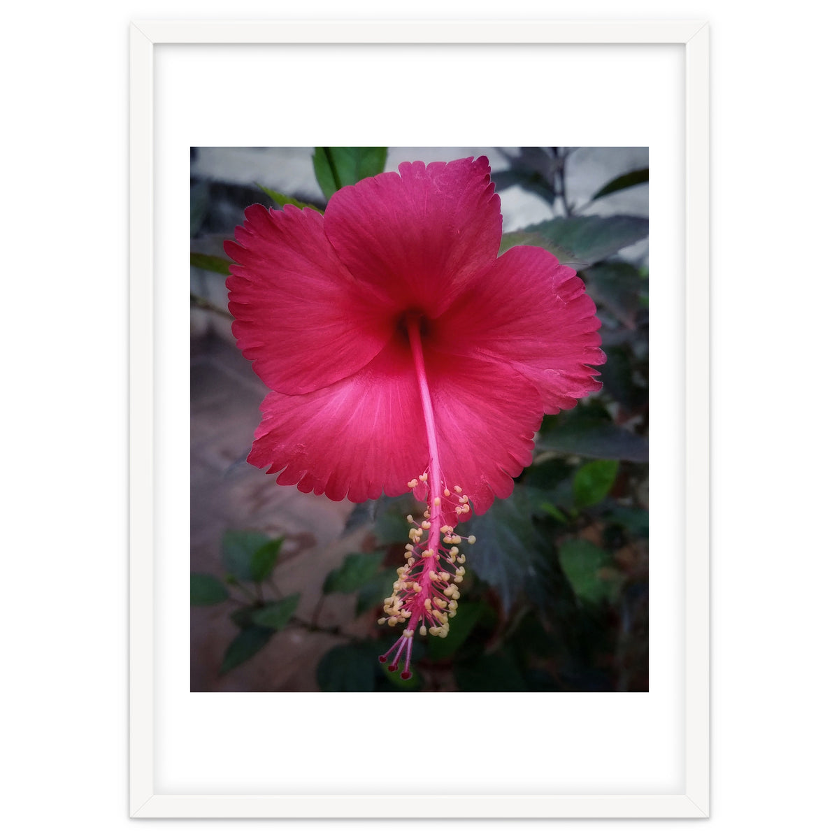 Beautiful Hibiscus Flora