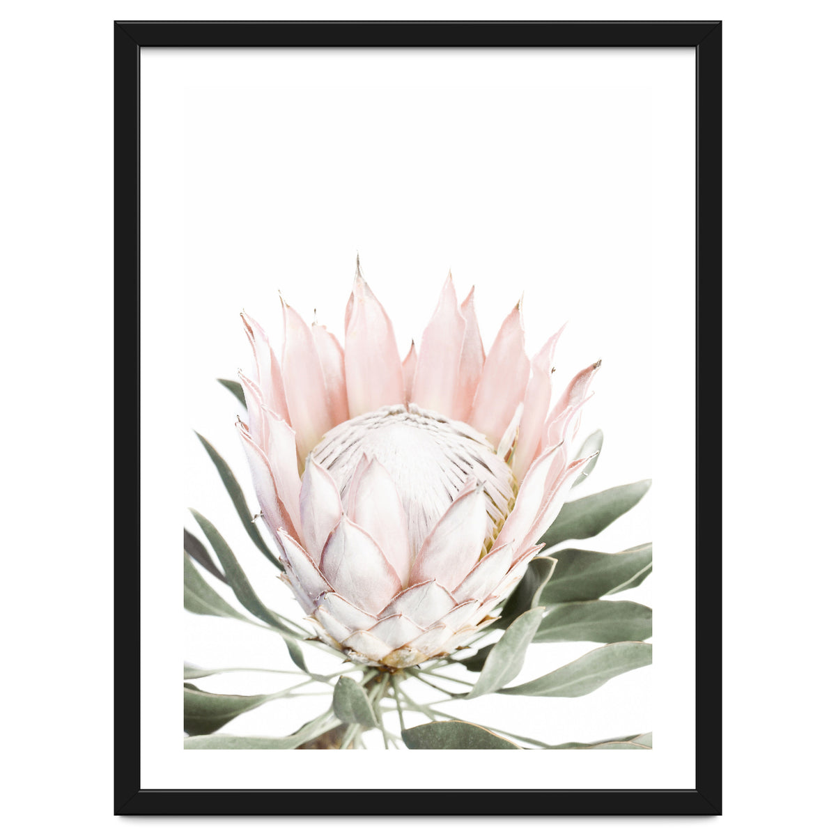 Blush Protea Flower