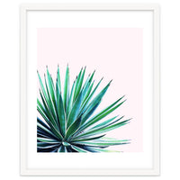 Agave Love