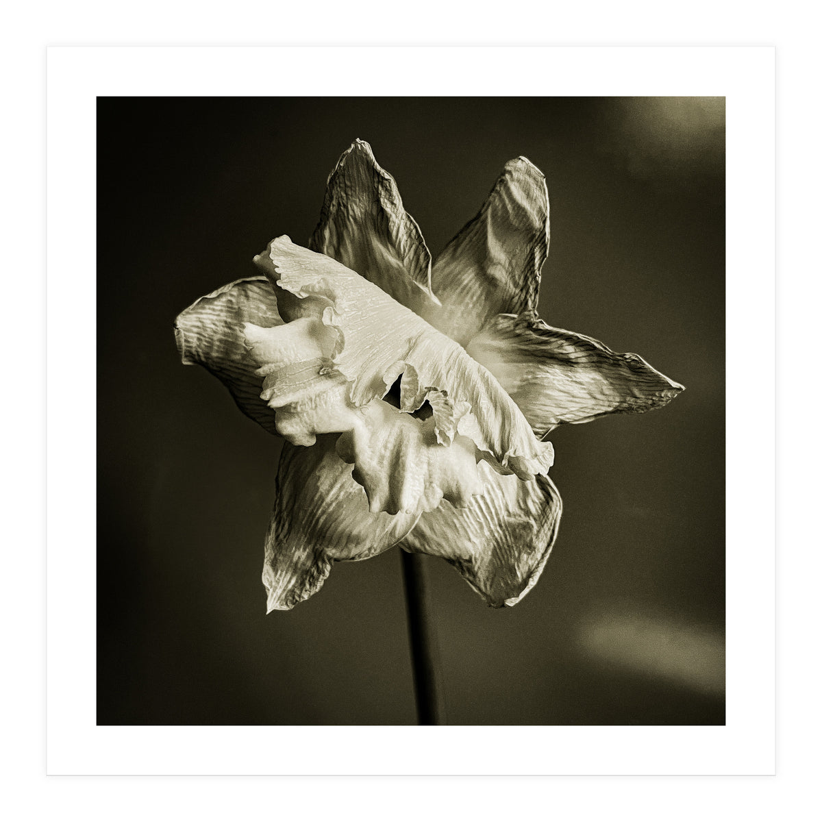 Wilting daffodil (Print Only)