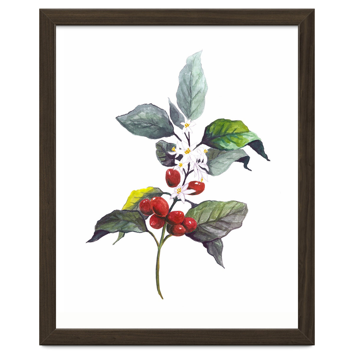 1 Botanical Illustration Kaffee Pflanze