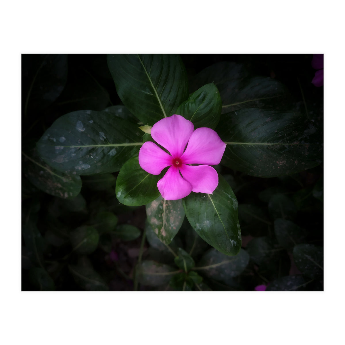 Floral vibes (Print Only)