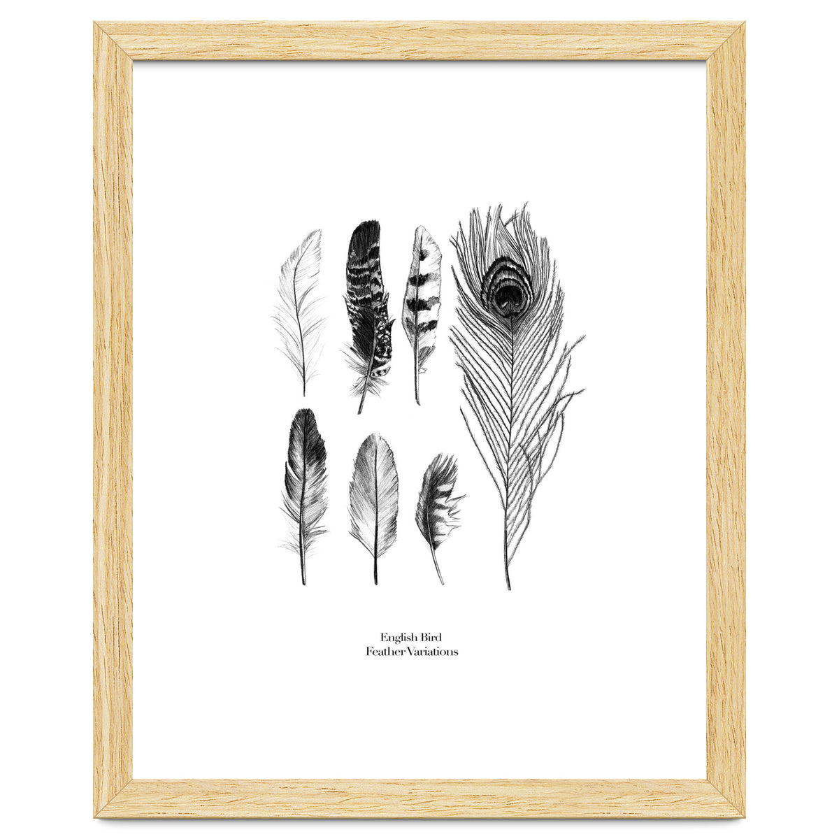 English Feather Variations