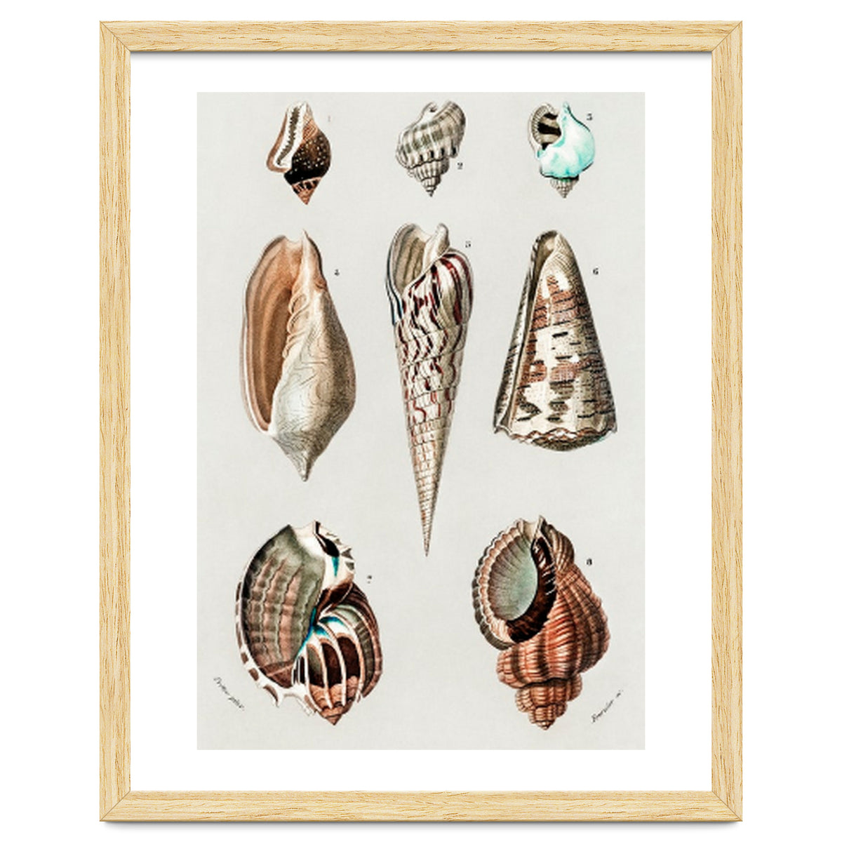 Different types of mollusks illustrated