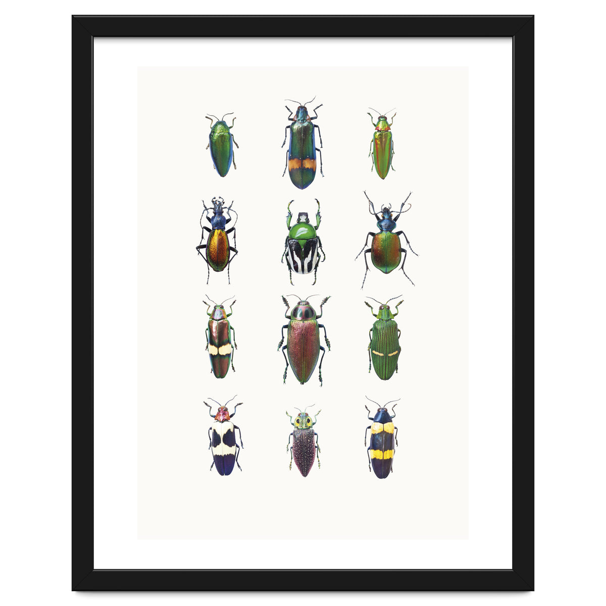 Cc Insects 03