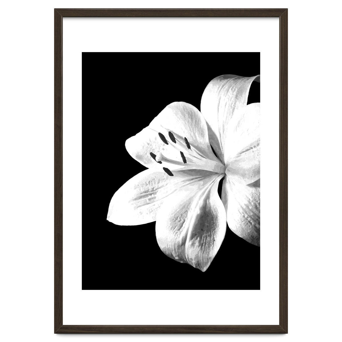 White Lily Black Background
