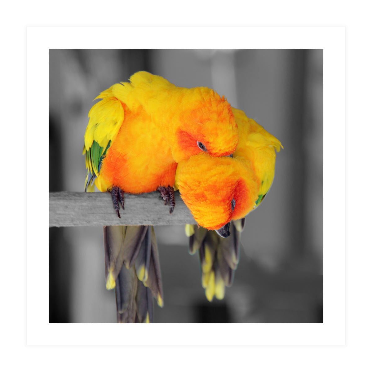 Two sun conures (Print Only)